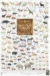 Ungulates of Africa - Poster