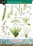 Guide to Commoner Water Plants
