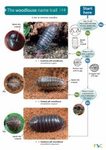 The Woodlouse Name Trail