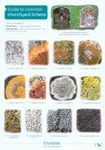 Guide to Common Churchyard Lichens