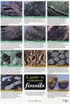 A Guide to Common Fossils