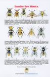 Bumble Bee Mimics
