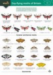 Guide to the Day-Flying Moths of Britain