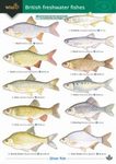 Guide to British Freshwater Fishes