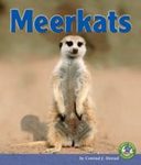 Meerkats