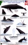 North Atlantic Coast: Marine Mammal Behaviors