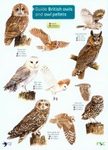 Guide to British Owls and Owl Pellets