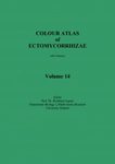 Colour Atlas of Ectomycorrhizae, Part 14 + Descriptions of Ecthomycorrhizae Vol. 11/12 