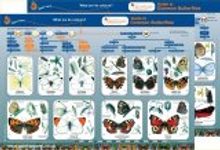 Guide to Common Butterflies