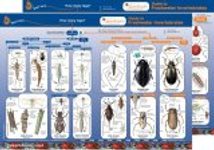 Guide to Freshwater Invertebrates
