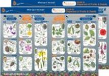 Guide to Dispersal of Fruits & Seeds