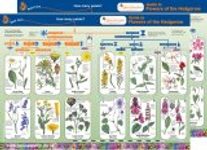 Guide to Flowers of the Hedgerow