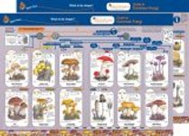 Guide to Common Fungi