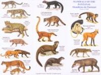 Mammals of the Pantanal / Mamiferos do Pantanal