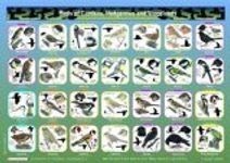 Birds of Gardens, Hedgerows and Woodlands