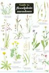Guide to Floodplain Meadows