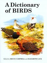About The Mandarin Duck