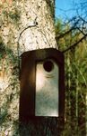 3S Schwegler Starling Nest Box