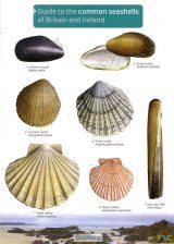 Guide to the Common Seashells of Britain and Ireland