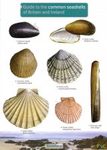 Guide to the Common Seashells of Britain and Ireland