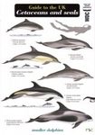 Guide to the UK Cetaceans and Seals