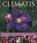Clematis