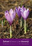 Crocus (Crocus L.) in Slovenia / Žafrani (Crocus L.) v Sloveniji