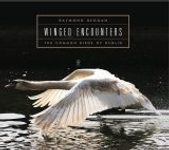 Winged Encounters