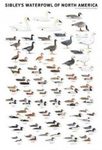 Sibley's Waterfowl of North America