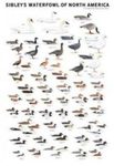 Sibley's Waterfowl of North America