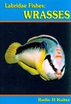 Labridae Fishes: Wrasses