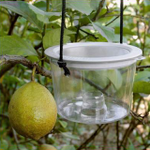 Pop-up Butterfly Bait Trap (10cm Cone Opening) DC0017