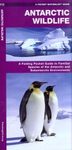 Antarctic Wildlife