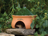 Frogilo Frog and Toad House