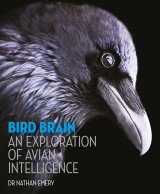 Bird Brain