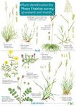 Plant Identification for Phase 1 Habitat Survey: Grassland and Marsh