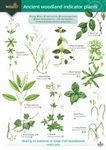 Ancient Woodland Indicator Plants