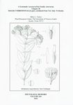 The Comps of Mexico: A Systematic Account of the Family Asteraceae, Chapter 20