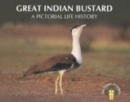 Great Indian Bustard