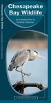 Chesapeake Bay Wildlife