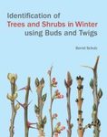 Identification of Trees and Shrubs in Winter Using Buds and Twigs