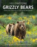 Yellowstone Grizzly Bears