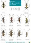 Guide to Longhorn Beetles of Britain