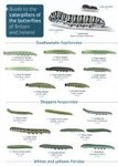 A Guide to the Caterpillars of the Butterflies of Britain and Ireland