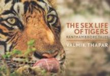The Sex Life of Tigers