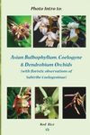 Photo Intro to Asian Bulbophyllum, Coelogyne & Dendrobium Orchids
