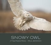 Snowy Owl