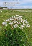 Wildflowers of the Sefton Coast