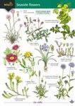 Guide to Seaside Flowers