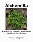 Alchemilla